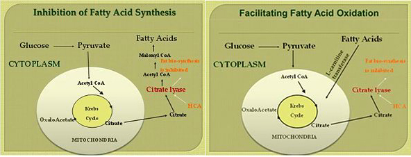 inhibition et oxydation des acides gras